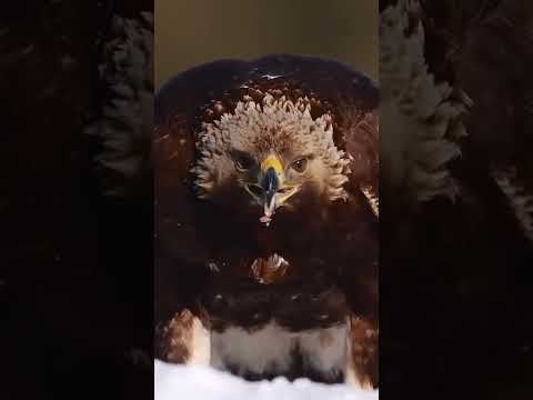 شاهد قوة الصقر 