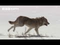 Lone Wolf Risks his Life for Love | Yellowstone | BBC Earth