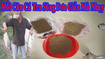 Mồi Câu Cá Tra Sông Đơn Giản , Dễ Làm,  Giá Rẻ Hiệu Quả Cao Rất Nhạy Cá