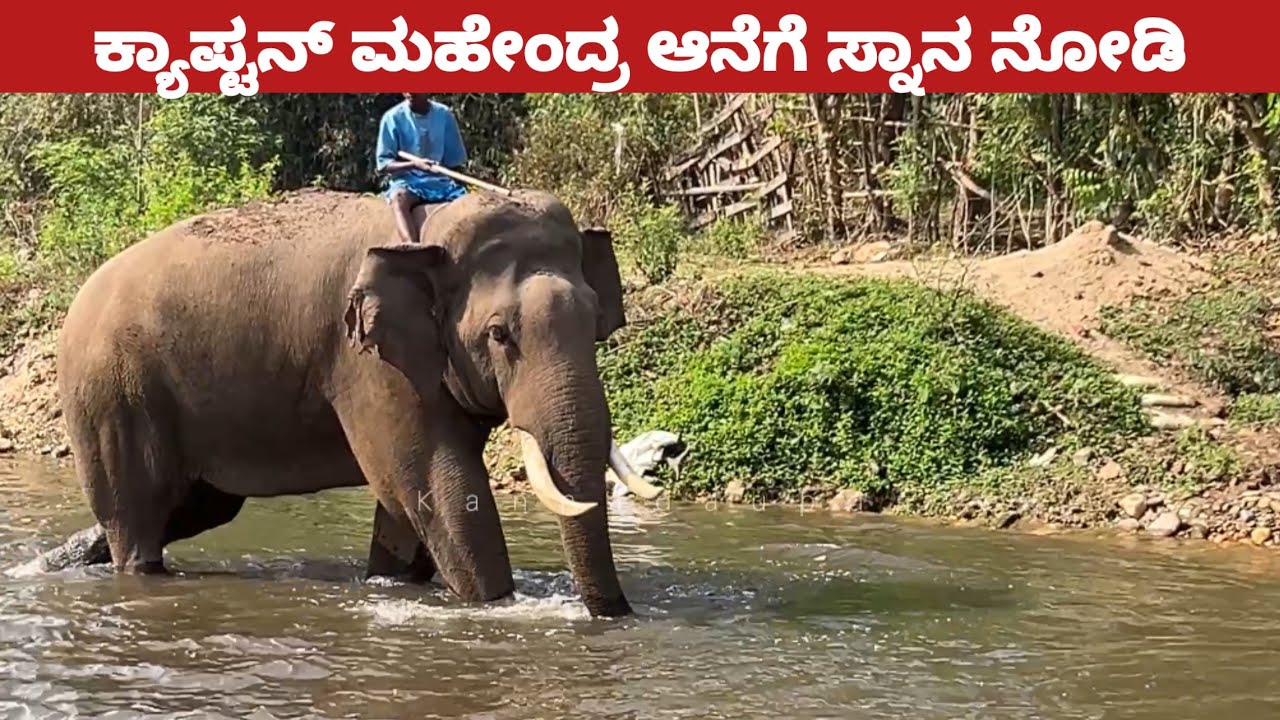 ಕ್ಯಾಪ್ಟನ್ ಮಹೇಂದ್ರ ಆನೆಗೆ ಸ್ನಾನ ನೋಡಿ , ಟೀಮ್ ಕಾಡಾನೆ ಕಾರ್ಯಾಚರಣೆ ಕ್ಯಾಂಪ್ ರೆಸ್ಟ್ | Mahendra elephant 