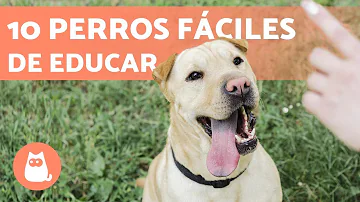 ¿Cuál es el perro más fácil de adiestrar para protección?