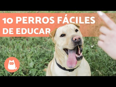 Video: 12 de las razas de perros más fáciles de entrenar