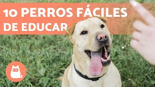 RAZAS de PERROS más FÁCILES de ADIESTRAR ✅ TOP 10