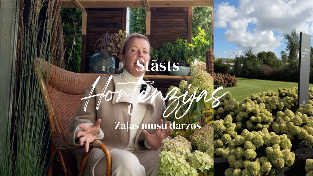 Stāsts par zaļajām hortenzijām mūsu dārzos