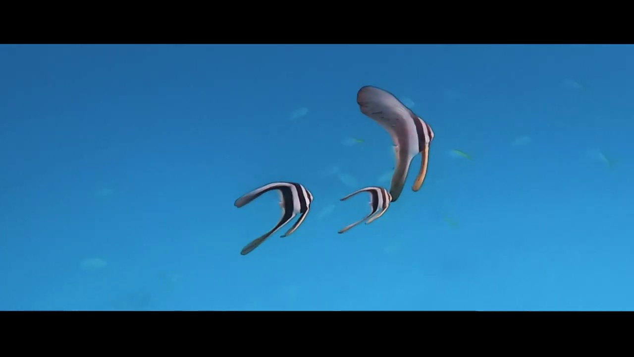 Long Adventure Freedive @ Dayang Island