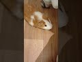 #voiceeffects