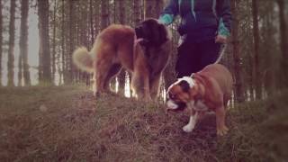 Leonberger Antics  episode 100 by Hillhavenleonbergers show kennels 1,008 views 7 years ago 6 minutes, 59 seconds