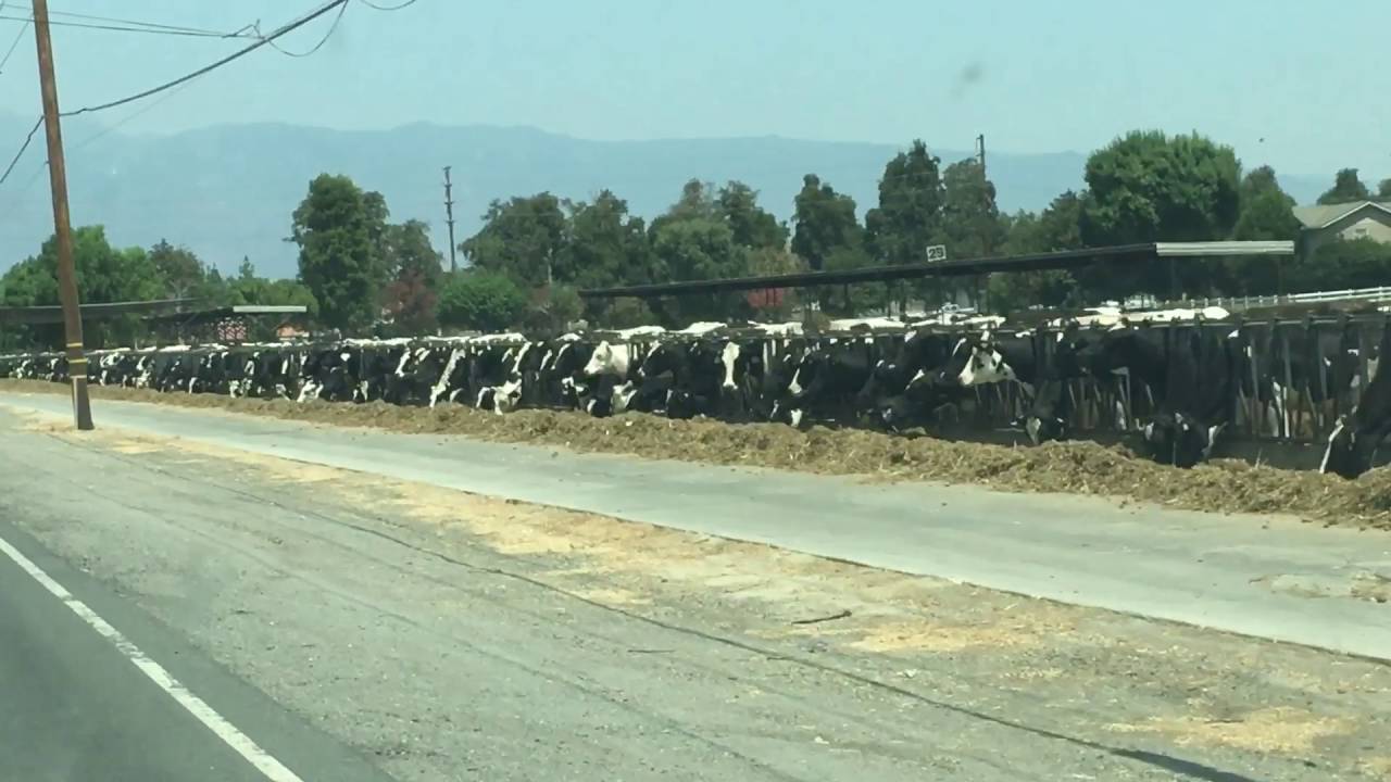 Chino dairy cows YouTube