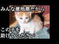 保護した野良の子猫のそばに置いてあった切なく胸が締め付けられるメッセージ。【猫にまつわる感動話】 #子猫 #保護猫 #感動 #感動する話 #家族 #cats #animals #cat