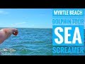 Myrtle Beach Dolphin Tour: Guaranteed Dolphin Spotting on Sea Screamer