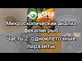 🇷🇺(🇬🇧) Практикум по ихтиопатологии. Видео 3: &quot;Анализ фекалий рыб. Часть 2. Одноклеточные паразиты.&quot;