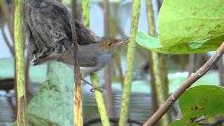 Ashy Tailorbird Feeding