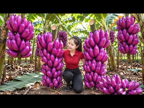Harvesting PURPLE BANANA in The Forest, Go To Market Sell For Indigenous People in Village