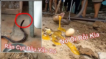 Con Rắn Bò Khi Đầu Không Còn Trên Cổ, Bắt Con Rắn Bằng Sợi Dây Thòng Lọng, Rắn Ói Ra Trứng Gà