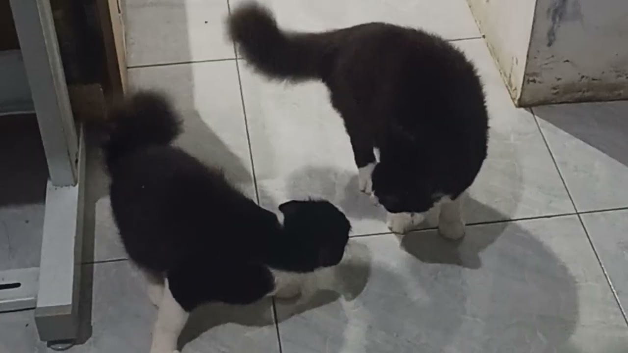 Si black cat bercanda