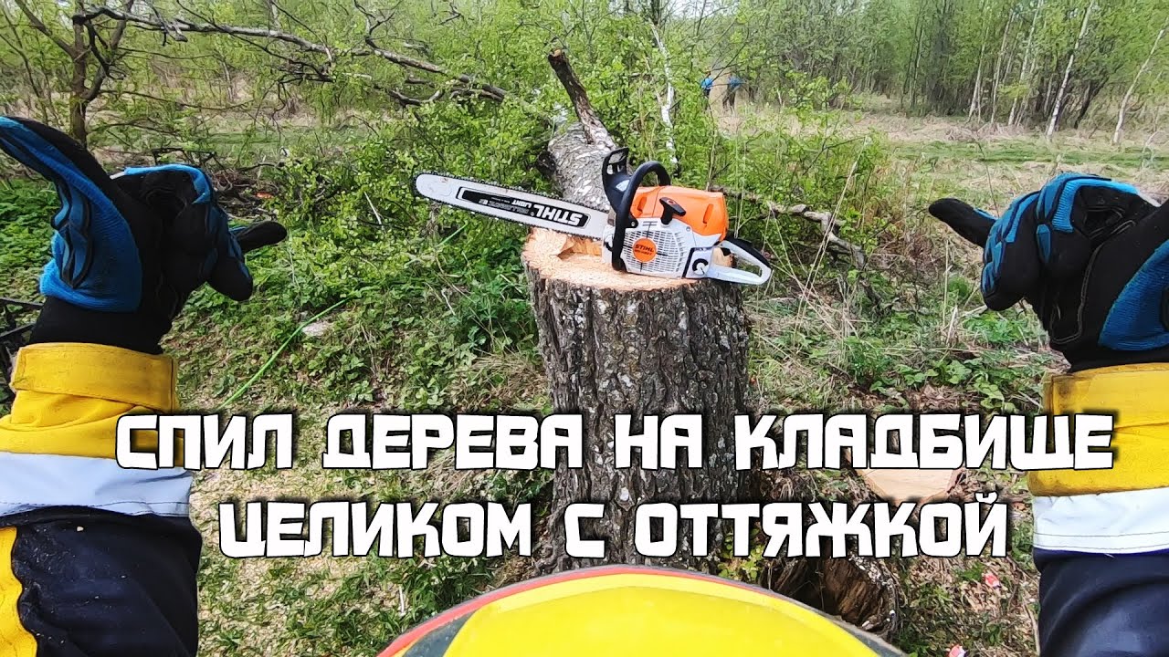 Аккуратный спил (удаление) дерева на кладбище целиком с оттяжкой при ...