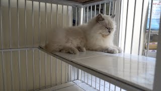 Download Lagu Kucing Betina Birahi MP3 Kucing Betina Birahi