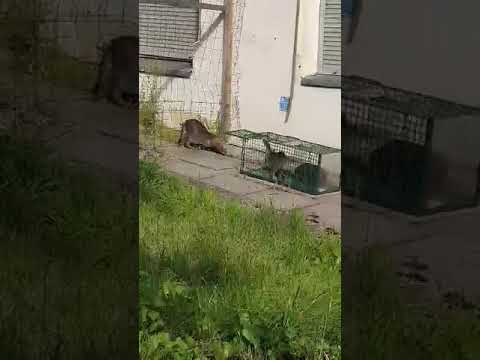 Laukinių kačių gaudymas/Catching stray cats