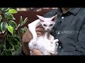 BAMBINO DAN DEVON REX, KUCING HARGA JUTAAN | HITAM PUTIH (01/07/19) PART 3