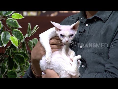 Video: Kucing Devon Rex: Keturunan Peri Peri