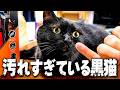 実家にいる黒猫が「汚すぎる」からなんとかして欲しいとお願いされました…。