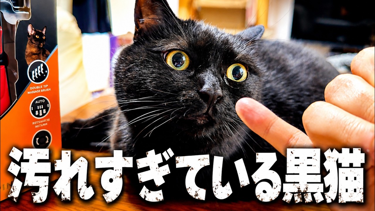 実家にいる黒猫が「汚すぎる」からなんとかして欲しいとお願いされました…。