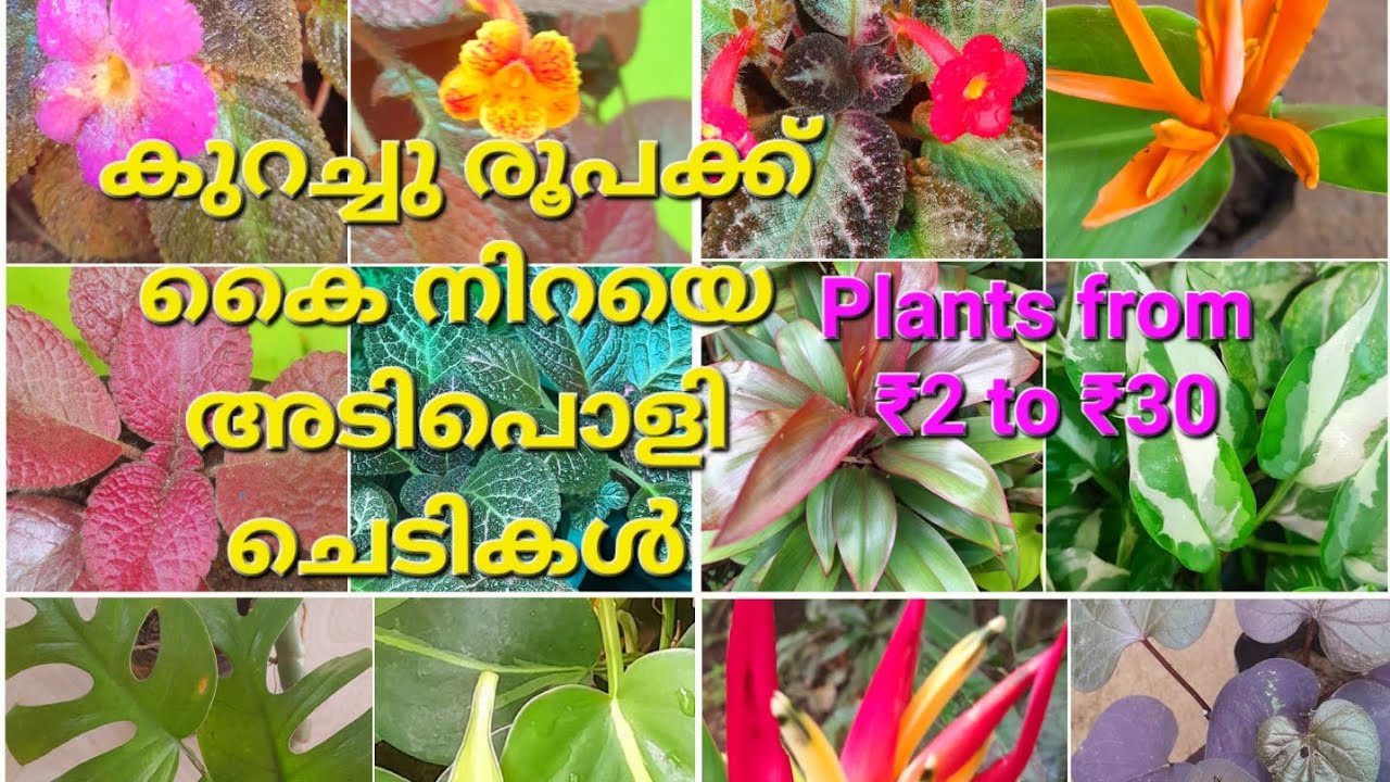 Online plant sale from ₹2 to ₹30/ More than 50 plants below 30₹ YouTube