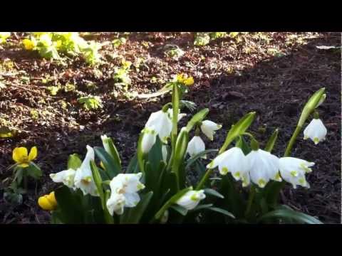 Video: Spring White Flower (lat.Leucojum Vernum)