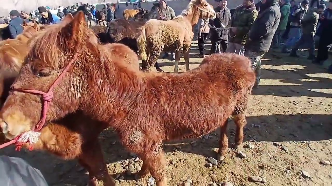 Арал От бозор 1 марта 2026 г.