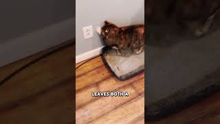 Почему кошки царапают стены 🧱🐾