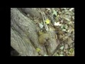 exloring our backyard (pointless nonesense)