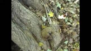 exloring our backyard (pointless nonesense)