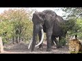 MASTHULELE. The Largest Elephant Tusker Alive! Amazing Footage.