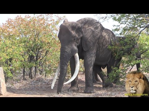 Large Elephant Tuskers - YouTube