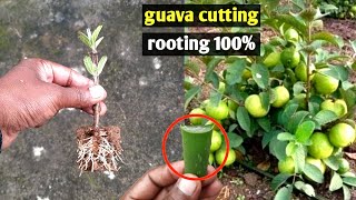 Grow Guava Tree Cutting With Aloe Vera Gel | Very Effective And Successful Technique | Rooting 100%