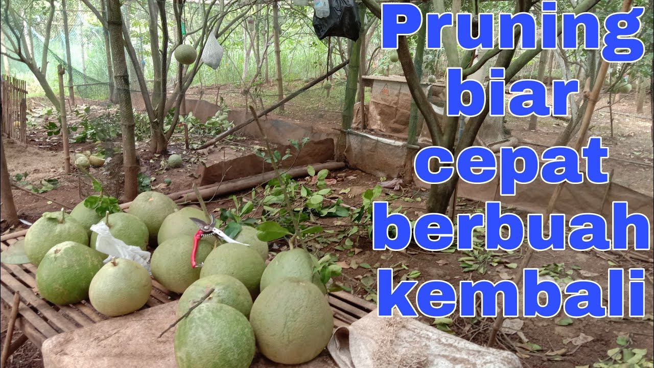 Pemangkasan pohon jeruk biar cepat berbunga | jeruk Pamelo