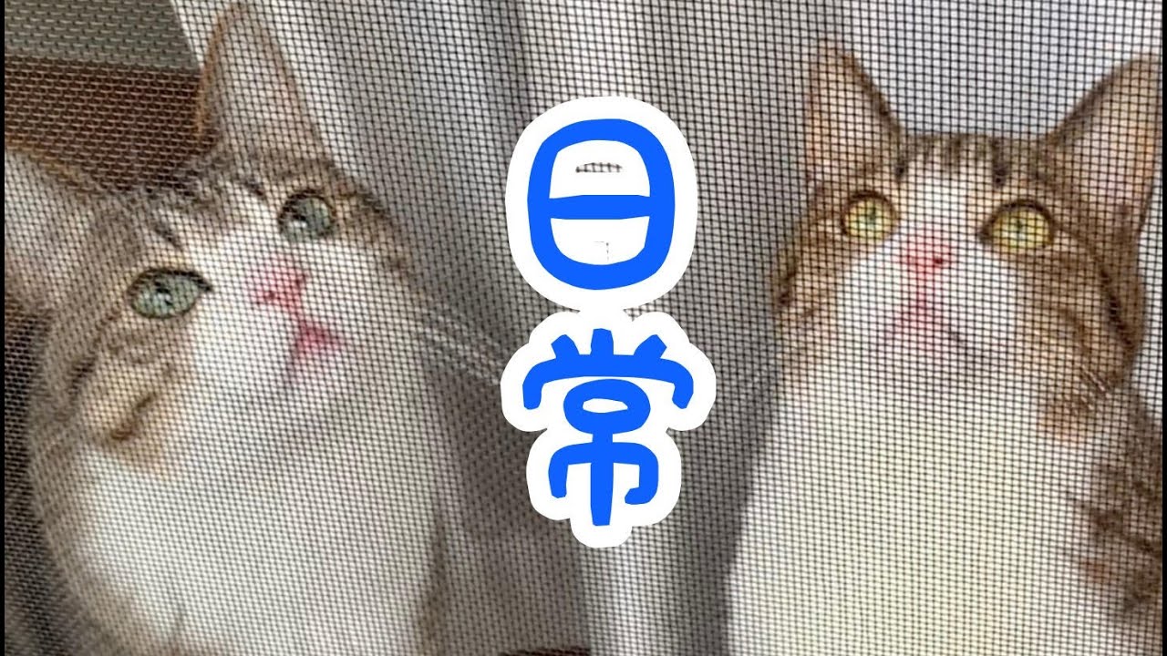 猫たちの日常。vol.826 - YouTube