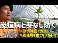 【いちご栽培 いちご農家】炭疽病と芽なしを防ぐにはこの液肥が重要！