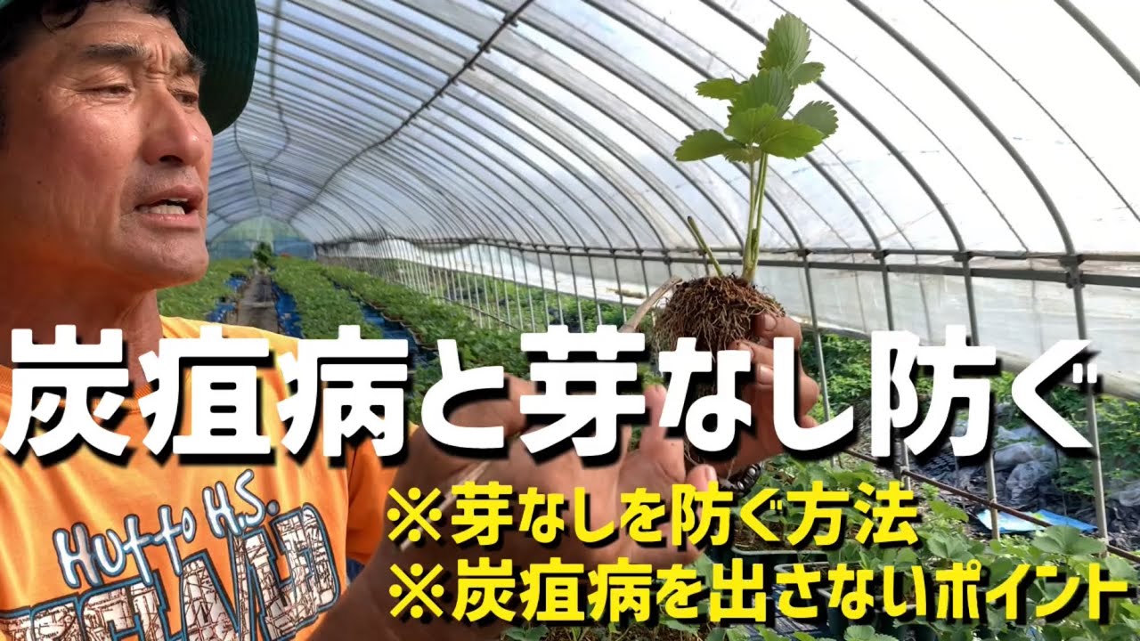 【いちご栽培 いちご農家】炭疽病と芽なしを防ぐにはこの液肥が重要！