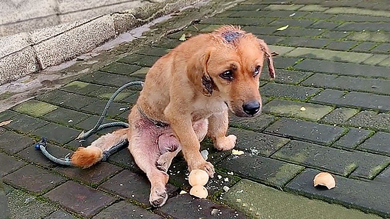 Stray dog with broken hind legs struggles onto the sidewalk,tears in its eyes filled with despair