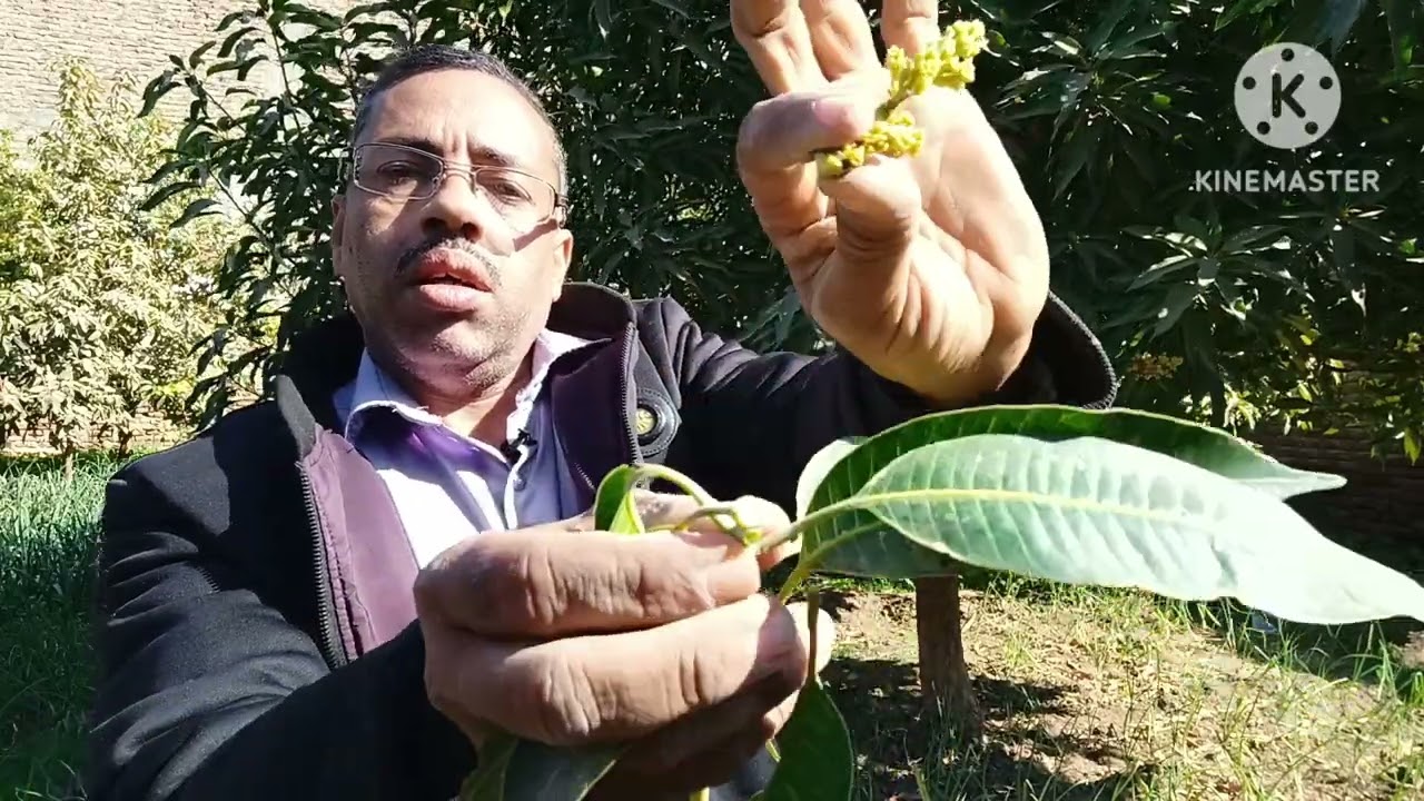 لزيادة محصول المانجو قبل التزهير،ومعاملة التزهير المبكر #يسري-زراعي#