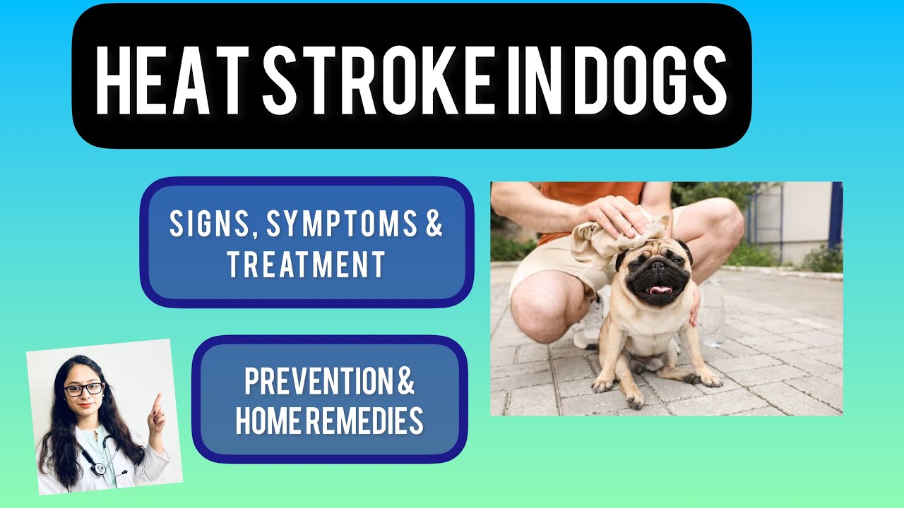 View of Heat stroke in dog-symptoms, precautions & treatment!!! Heat stroke ...
