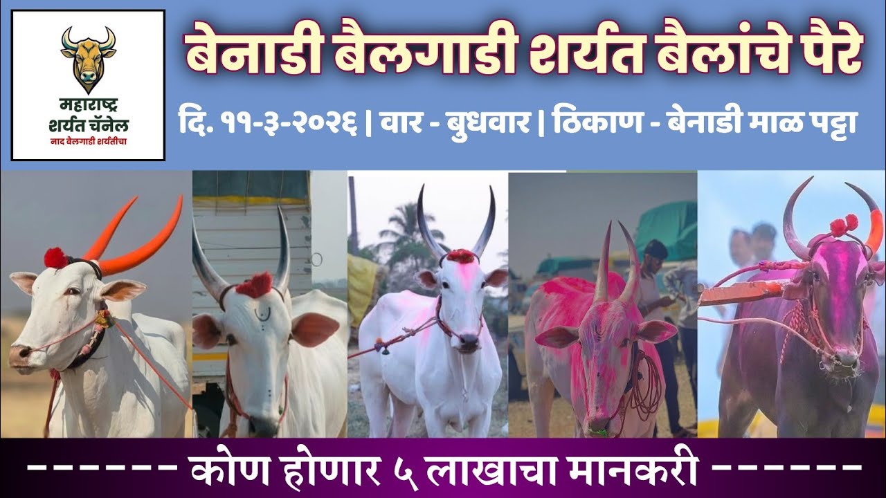 बेनाडी माळ बैलगाडी शर्यत प्रमुख पैरे | कोण होणार ५ लाखाचा मानकरी #बेनाडी #बैलगाडीशर्यत 