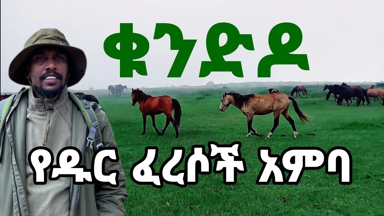 የቁንድዶ ዱር ፈረሶች #ሀገሬ #ጉዞ_ኢትዮጵያ #ሀረርጌ #ጉርሱም #ቁንድዶ #guzo #የቁንድዶ_ፈረሶች#Mount_Kundudo #Gursum #FeralHorses