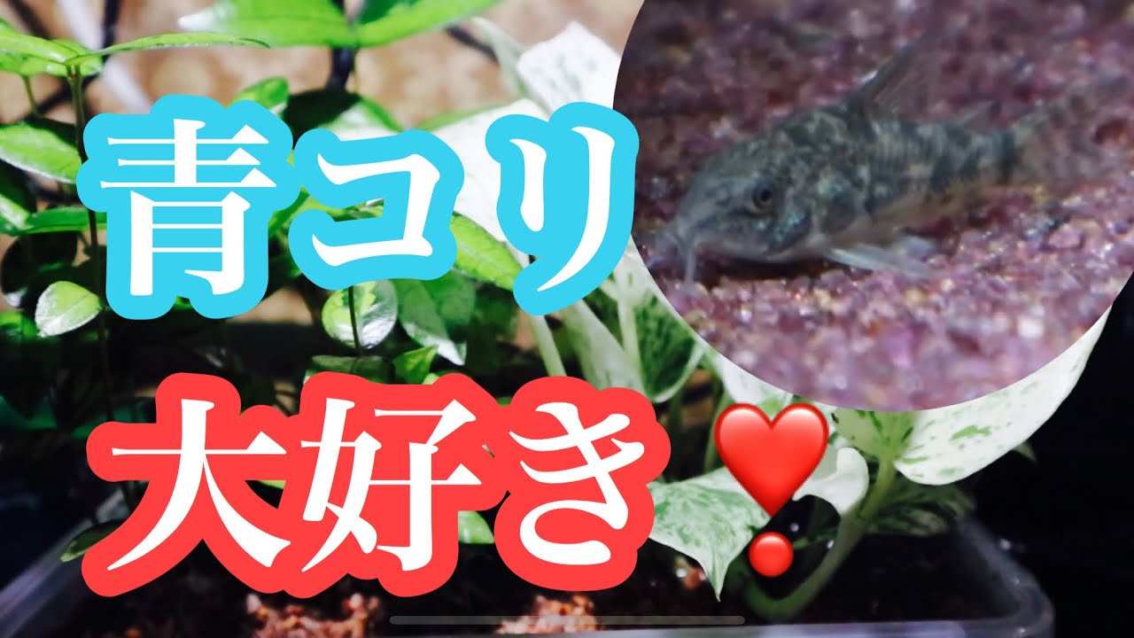 水耕栽培水槽の青コリが可愛いくて仕方ない アクアリウム 熱帯魚 Youtube