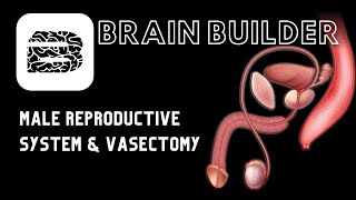 Male Reproductive System and Vasectomy | Male Anatomy screenshot 5