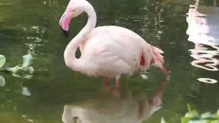 1040813台北市動物園紅鶴