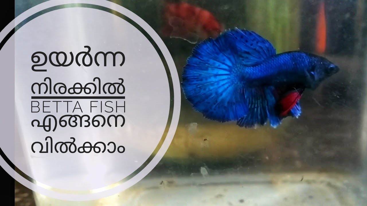 fighter fish online