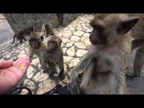 Video: Ročný Sviatok Pre Opice V Thajsku - Sieť Matador