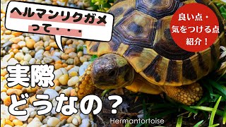 ヘルマンリクガメに決めた理由/Hermann's tortoise is the best pet